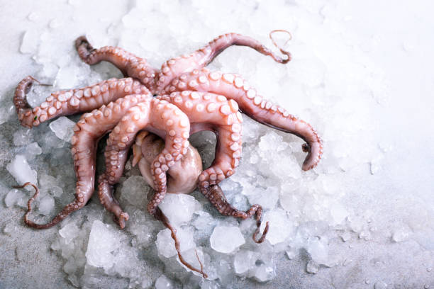 istock Fresh raw octopus on ice, grey concrete background. Top view, copy space 956950984