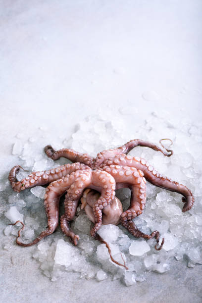 istock Fresh raw octopus on ice, grey concrete background. Top view, copy space 956951042