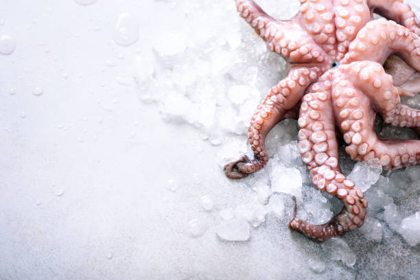 istock Fresh raw octopus on ice, grey concrete background. Top view, copy space 956951086
