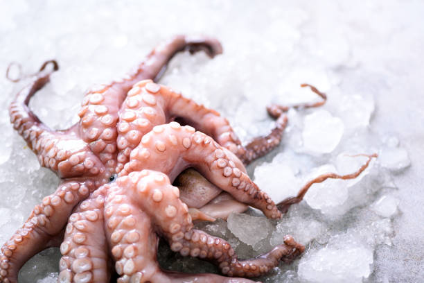 istock Fresh raw octopus on ice, grey concrete background. Top view, copy space 956951104