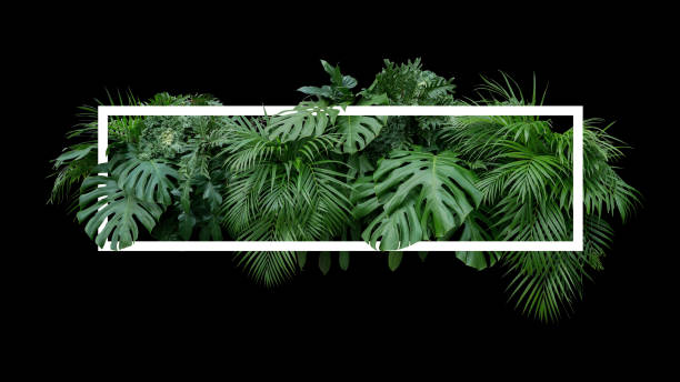 tropische blätter laub dschungel pflanze busch naturkulisse mit weißem rahmen auf schwarzem hintergrund. - anthurium flower formal garden tropical climate stock-fotos und bilder