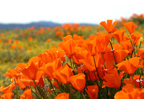 Close-up of poppies in a field The best time of viewing the poppies is around march - april. antelope valley poppy reserve stock pictures, royalty-free photos & images