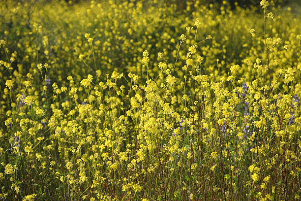 Flower Field stock photo