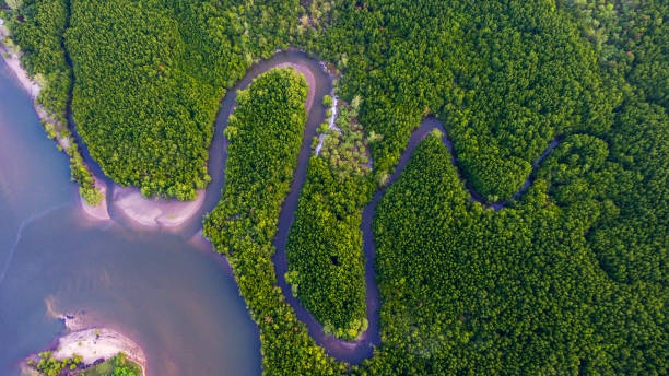 pemandangan udara hutan mangrove dan kanal melalui hutan. - kalimantan potret stok, foto, & gambar bebas royalti