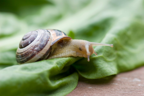 A snail's journey in the garden