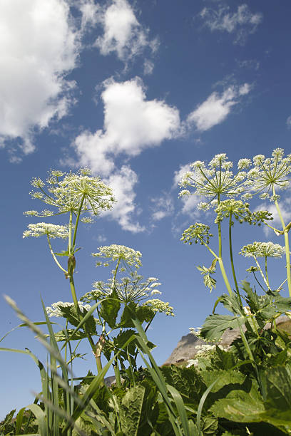 istock Achillea  yarrow in the meadow 95695791
