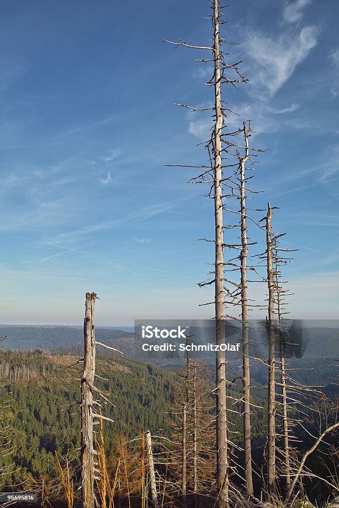Drzewa na Mont Hornisgrinde Schwarzwald - Zbiór zdjęć royalty-free (Bez ludzi)
