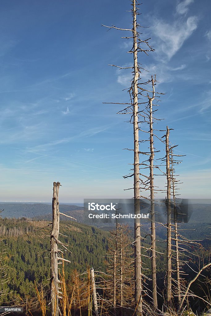 Árvores no Monte Hornisgrinde Floresta Negra - Royalty-free Alemanha Foto de stock