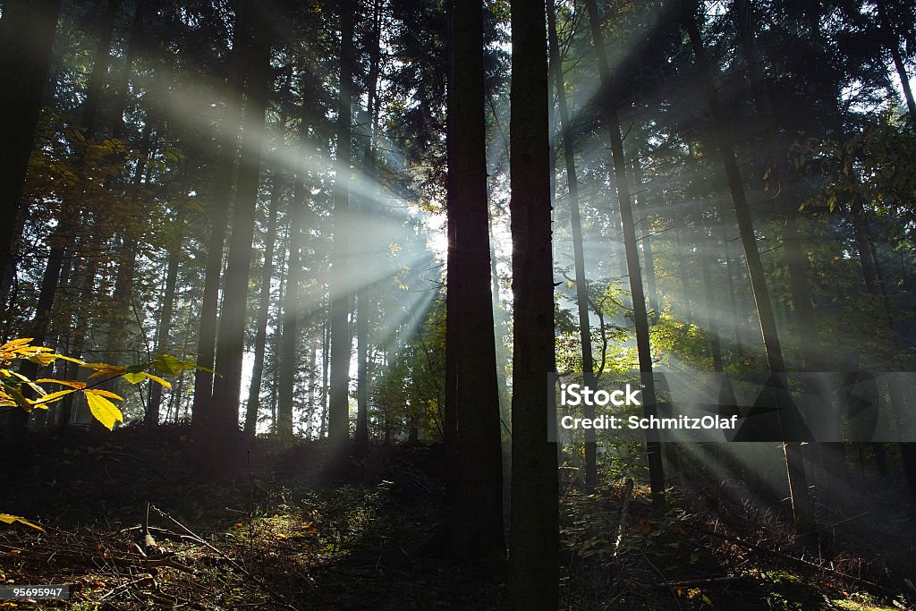 Wald mit Sonnenstrahlen - Lizenzfrei Ast - Pflanzenbestandteil Stock-Foto