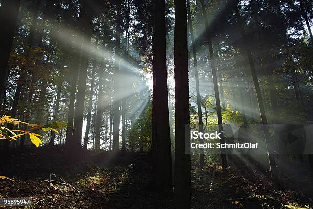 Wald Mit Sonnenstrahlen Stockfoto und mehr Bilder von Ast - Pflanzenbestandteil - Ast - Pflanzenbestandteil, Baum, Farbbild