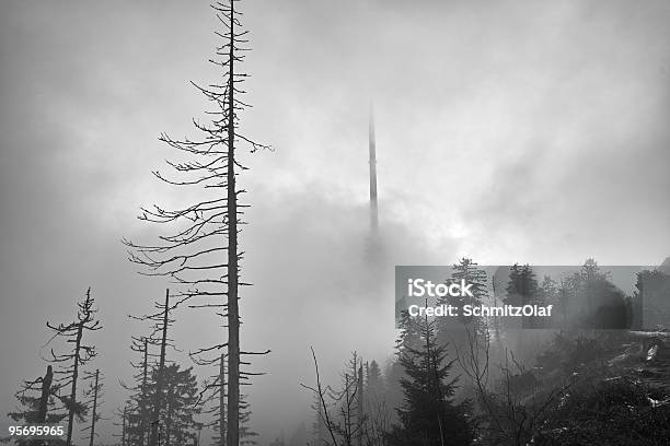 Bosque De Niebla En Otoño Bw Foto de stock y más banco de imágenes de Abeto - Abeto, Bosque, Color - Tipo de imagen