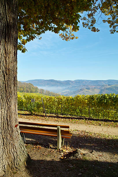 istock view with oak over vineyard in front of blue sky 95695973