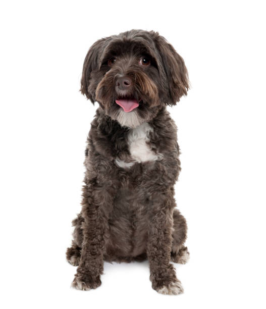 istock Tibetan Terrier, 3 years old, sitting in front of white background, studio shot 956960444
