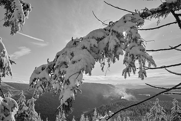 Scenic winter landscape featuring a dense spruce forest covered in deep, fresh snow. Quiet, remote, and beautiful seasonal nature scene.