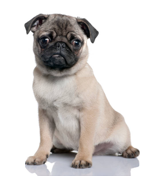 istock pug puppy (4 months) in front of a white background