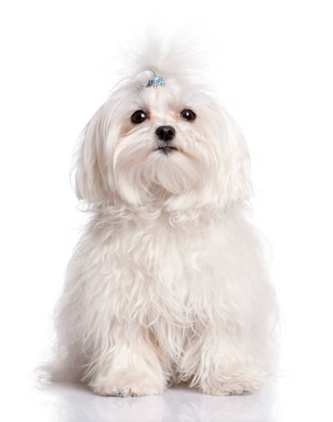 maltese dog in front of A white background maltese dog in front of A white background maltese dog stock pictures, royalty-free photos & images