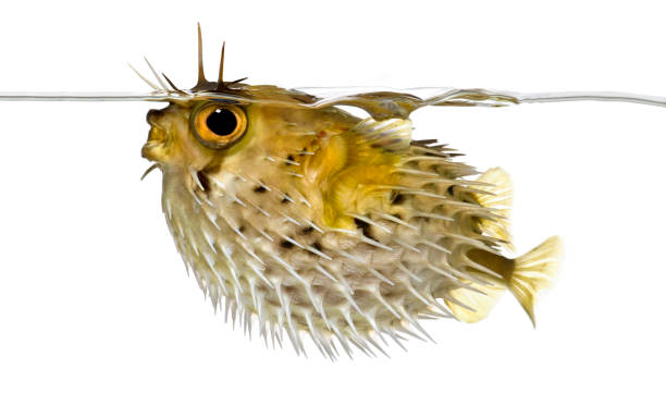 profile on a long-spine porcupinefish also know as spiny balloonfish just below the waterline- diodon holocanthus in front of a white background - porcupinefish imagens e fotografias de stock