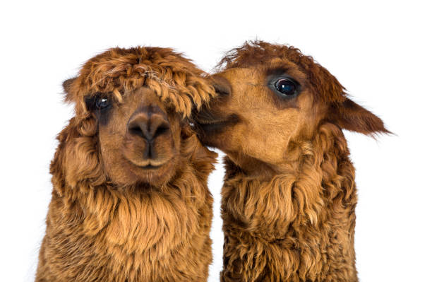 Alpaca whispering at another Alpaca's ear against white background