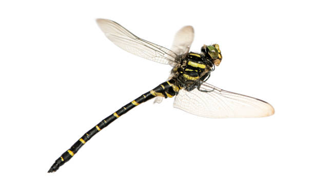 istock Side view of a flying Cordulegaster bidentata, isolated on white 956962930
