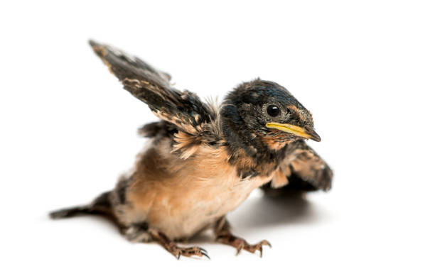 Baby Barn Swallow trying to take off, Hirundo rustica, isolated on white Baby Barn Swallow trying to take off, Hirundo rustica, isolated on white fledging stock pictures, royalty-free photos & images