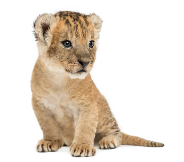 istock Lion cub sitting, looking away,16 days old, isolated on white 956963042