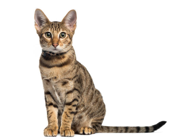istock Front view of a Savannah sitting, isolated on white 956963120