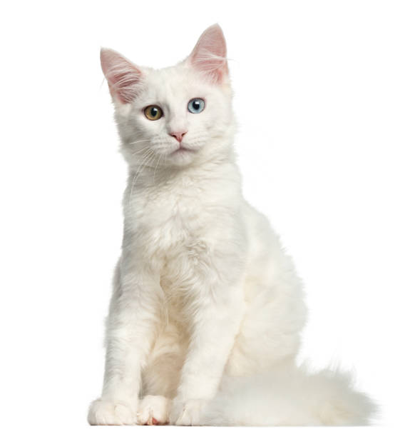 istock Front view of a Main coon kitten sitting, looking at the camera, 4 months, isolated on white 956963206