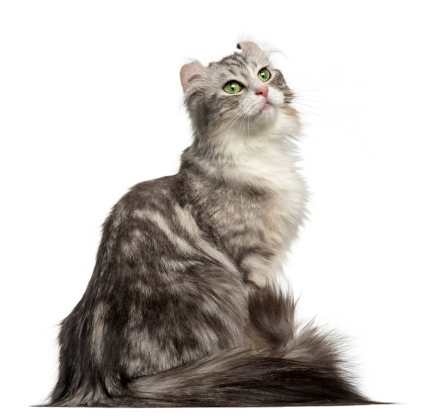 istock Side view of an American Curl sitting, looking up, isolated on white 956963562