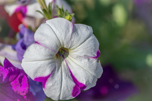 Close up view of a beautiful purple and white petunia flowers