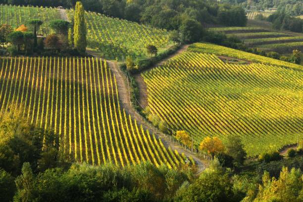 istock beautiful tuscan landscape with rows of vineyards with sunset light. 956966308