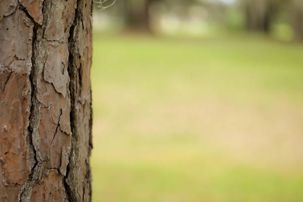 An isolated body part of a pine tree with great detail in green Florida background.