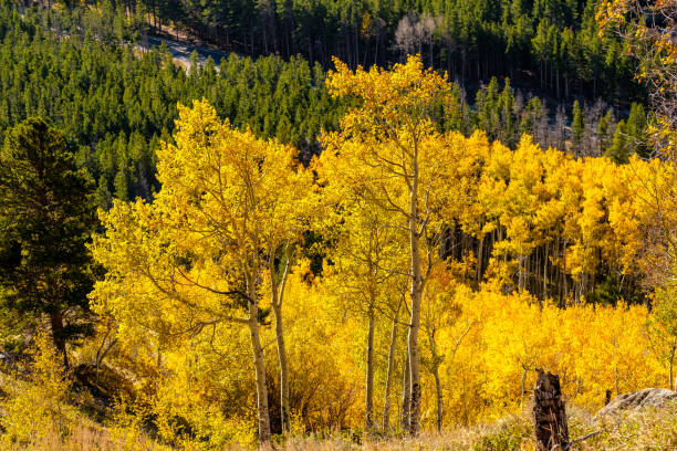 istock Aspen grove at autumn in Rocky Mountains 956972718