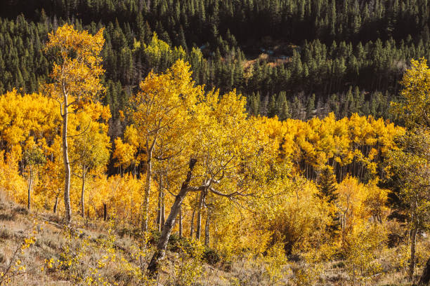 istock Aspen grove at autumn in Rocky Mountains 956972720