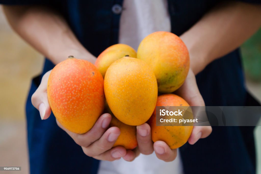 Fruta de mango fresco en mano del agricultor - Foto de stock de Mango - Fruta tropical libre de derechos
