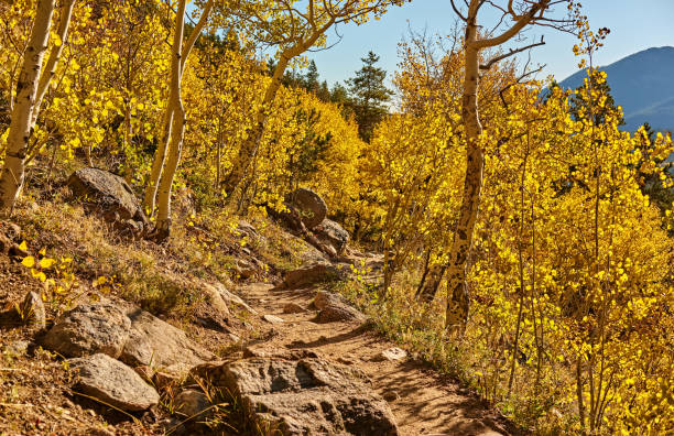 istock Aspen grove at autumn in Rocky Mountains 956972762