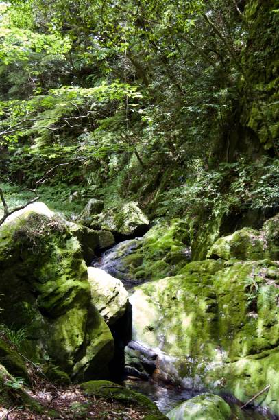 istock Akame 48 Waterfalls: Mysterious scenery with giant trees & huge moss covered rock formations, untouched nature, lush green vegetation, cascading waterfalls & natural pools in rural Japan near Osaka 956977060