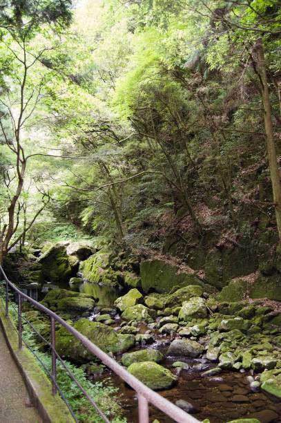 Akame 48 Waterfalls: Mysterious hiking trails, giant trees, untouched nature, moss covered rocks, lush vegetation, cascading waterfalls and enormous amphibians in rural Japan close to Osaka and Kyoto Asia akame shijyuhachi stock pictures, royalty-free photos & images
