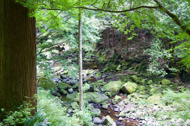 istock Akame 48 Waterfalls: Mysterious hiking trails, giant trees & moss covered rock formations, untouched nature, lush vegetation, cascading waterfalls & natural pools in rural Japan close to Osaka 956977354