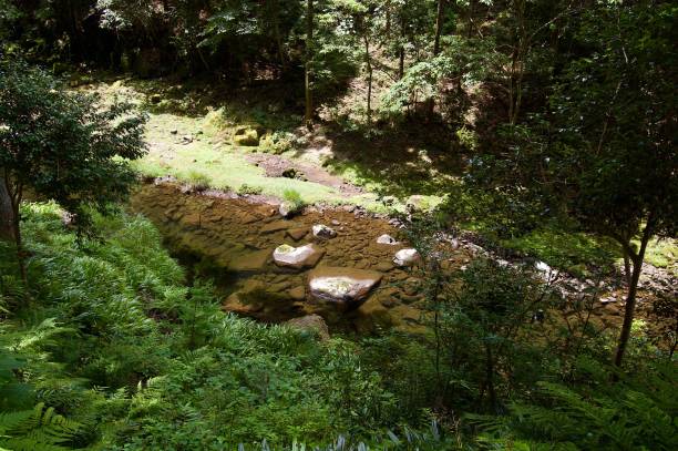 istock Akame 48 Waterfalls: Mysterious hiking trails, giant trees & moss covered rock formations, untouched nature, lush vegetation, cascading waterfalls & natural pools in rural Japan close to Osaka 956977416