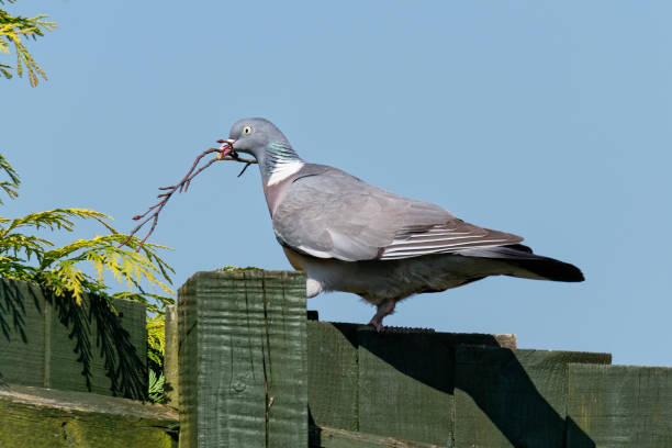 istock Wood pigeon carrying twig 956977764