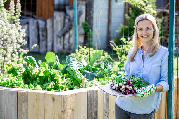 красивая женщина держит свежие био редис в руках - gardening vegetable garden action planting стоковые фото и изображения