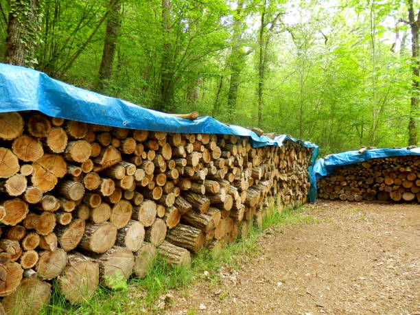 istock Log piles in the woods 956980444