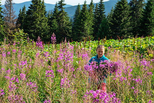 Concentrated woman collects pink wildflowers, willow herb, on a mountain meadow among huge pine trees on a sunny evening.