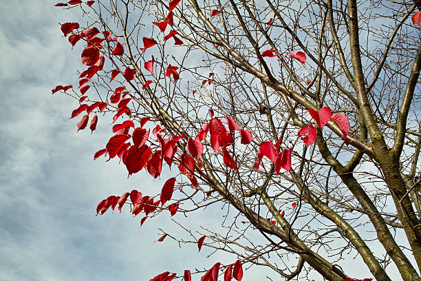 istock last red leaves in autumn 95698399