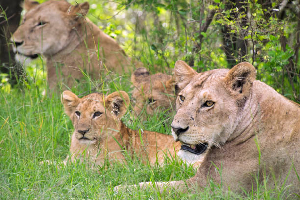 istock Lionesses and cubs in the Masai Mara 956988772