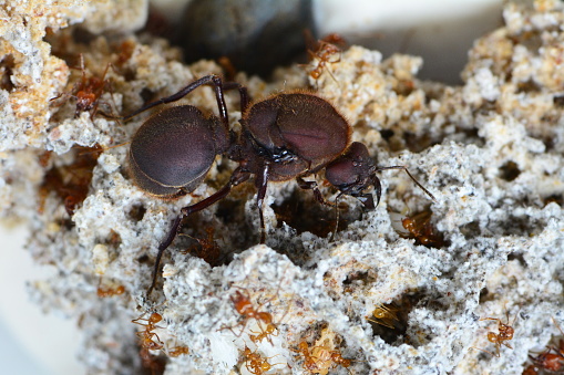 A queen leaf cutter ant and her soldiers on the fungus.