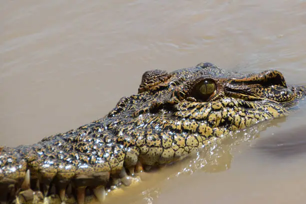 Crocodile look at Darwin Australia