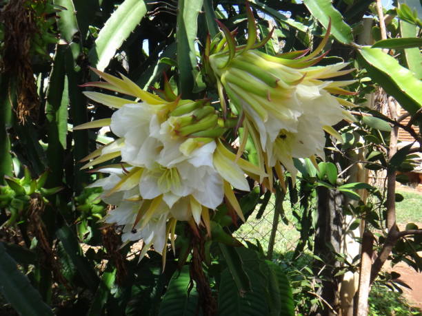 Flower of bight-blooming cactus Belle of the night, bight-blooming cactus, cactus fruit, dragon fruit, Jesus in the cradle, night blooming cereus, pitahaya, pitaya or strawberry pear. autotroph stock pictures, royalty-free photos & images