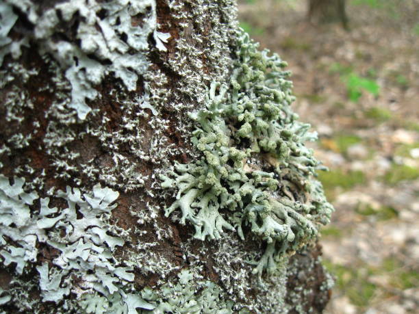 istock Moss on the Tree In the Woods 956990740