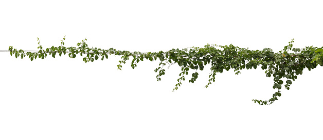 Planta enredadera de follaje tropical, caída de hiedra verde aislada sobre fondo blanco, clipping path photo